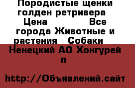Породистые щенки голден ретривера › Цена ­ 25 000 - Все города Животные и растения » Собаки   . Ненецкий АО,Хонгурей п.
